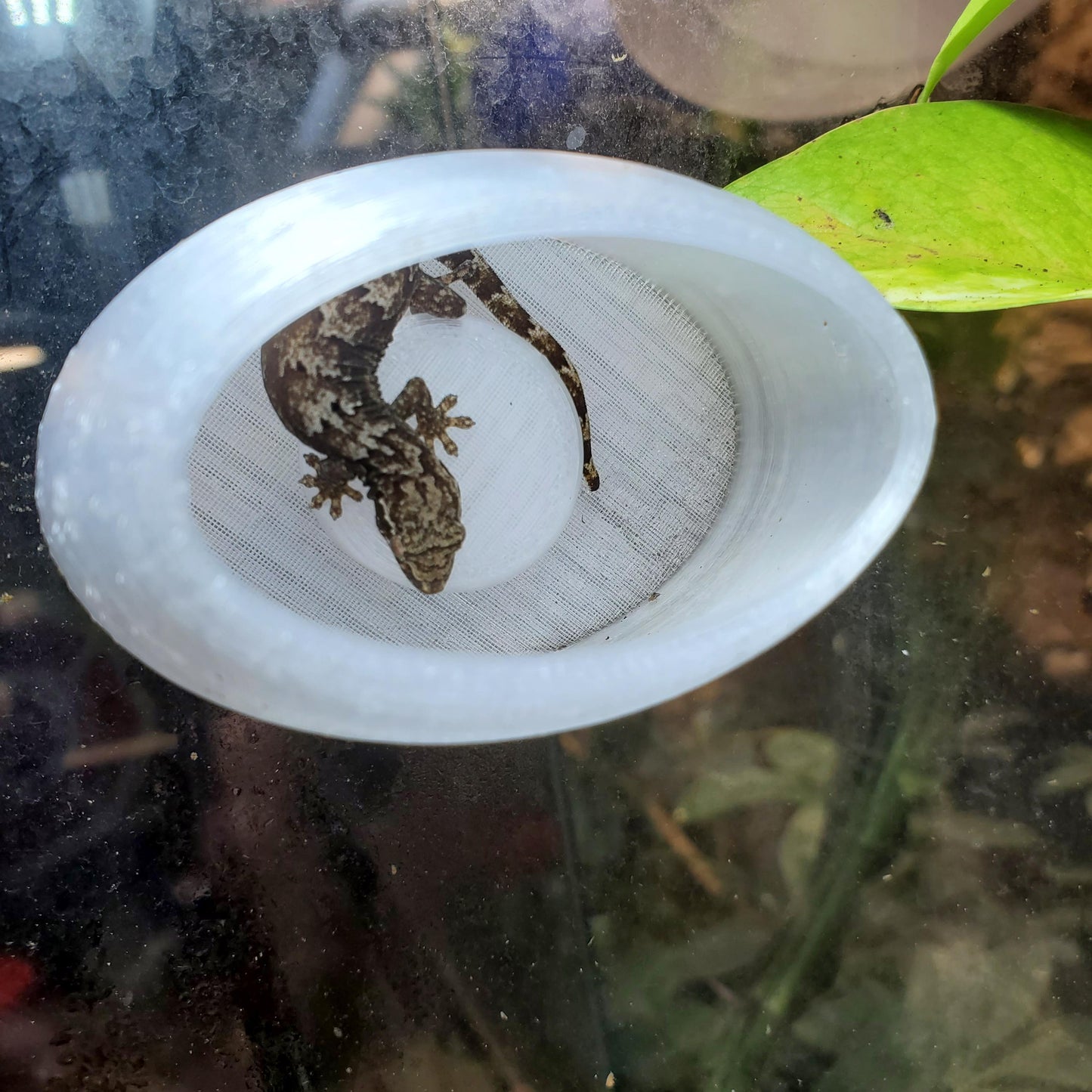 Micro GeckOrb Magnetic Reptile Hide