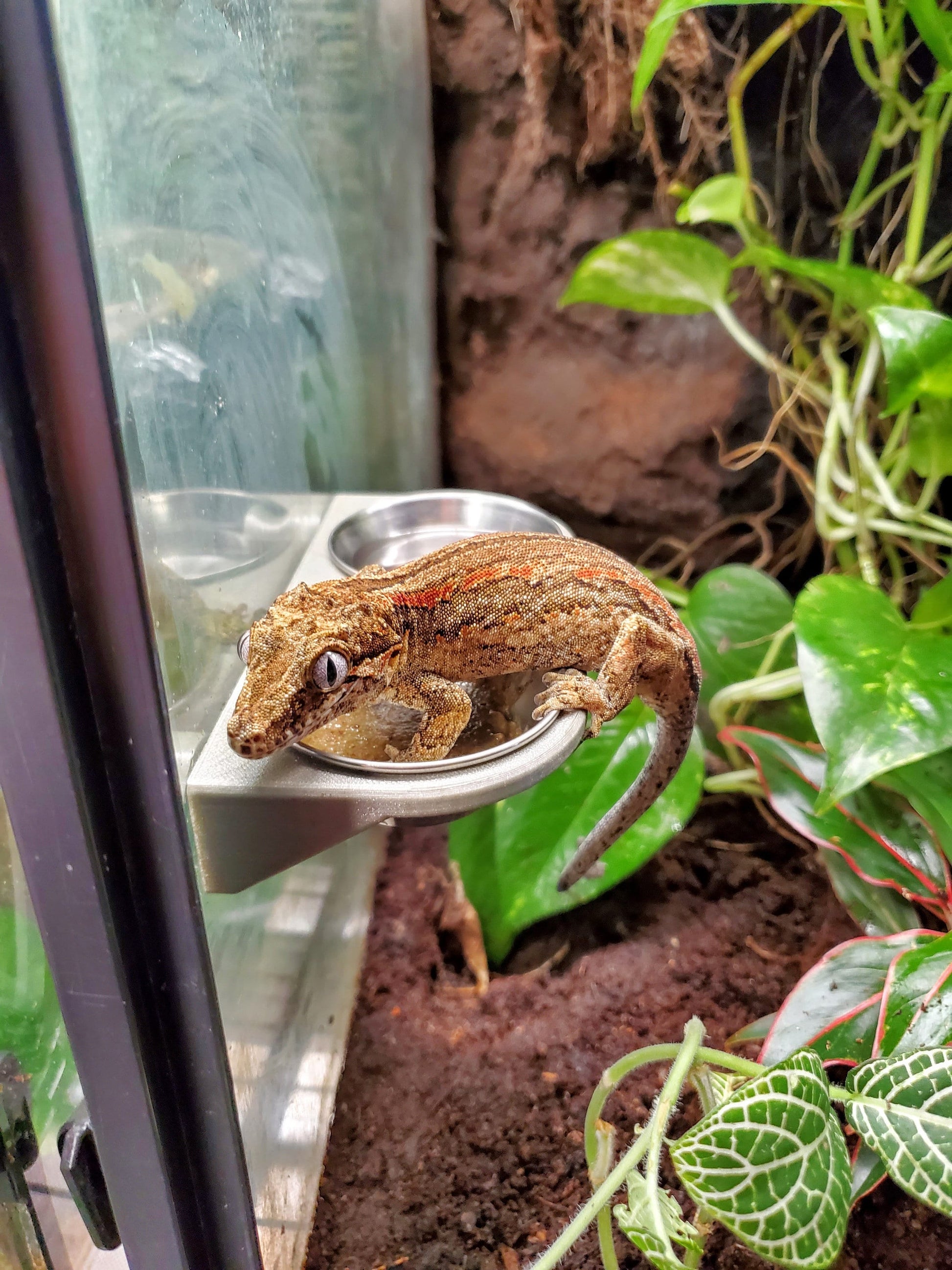 Magnetic Gecko Feeding Ledge